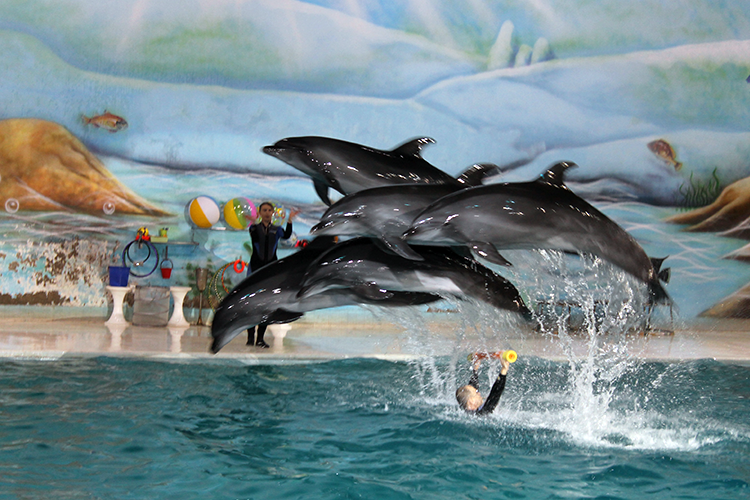 Dubai Dolphinarium